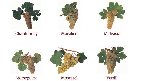 Grape varieties - DO Valencia