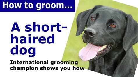 How to groom a short haired dog – dog grooming demonstration – HousePetsCare.com