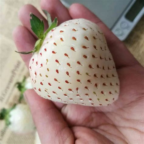 Rare White Strawberry Seeds, 300pcs/pack – GreenSeedGarden