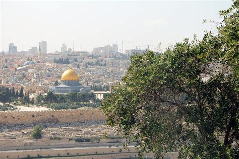 Jerusalem Olive Tree Photograph by Munir Alawi - Pixels