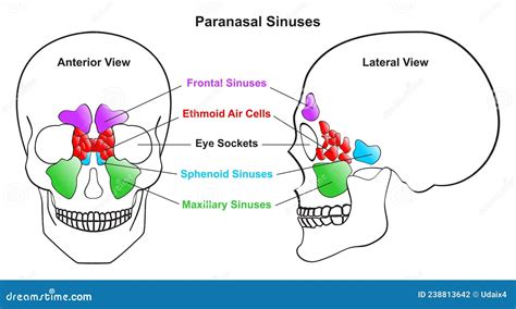 Human Paranasal Sinuses Anatomy Infographic Diagram Vector Illustration | CartoonDealer.com ...