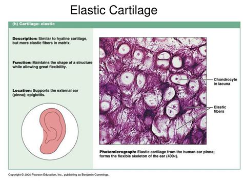 PPT - Specialized connective tissue Rigid, Elastic, Resilient - RESISTS COMPRESSION PowerPoint ...