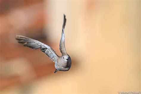 Nikon D6 sample photos bird in flight BIF | Nikon D6 + 600mm… | Flickr