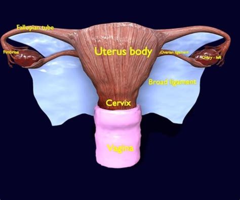 ArtStation - uterus anatomy 3D model | Resources