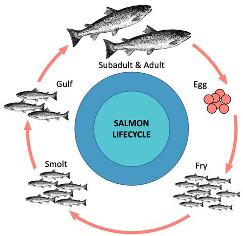 Salmon Life Cycle