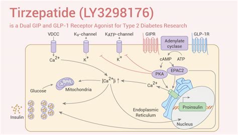 Tirzepatide (LY3298176) is a Dual GIP and GLP-1 Receptor Agonist for ...