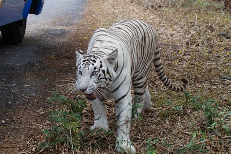 Bannerghatta National Park (Entry Fee, Timings, Entry Ticket Cost, Price) - Bangalore Tourism