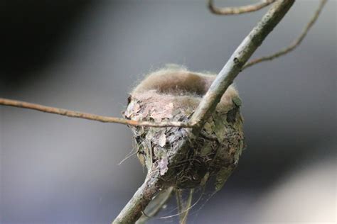 A Hummingbird Nest | The Survival Gardener