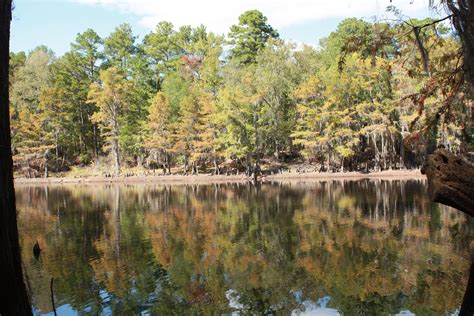 Louisiana Bayou | Louisiana bayou, Bayou, Pictures