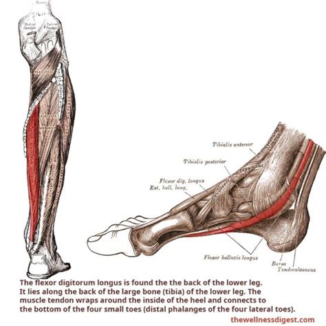 Flexor Digitorum Longus Muscle: Foot and Toe Pain - The Wellness Digest