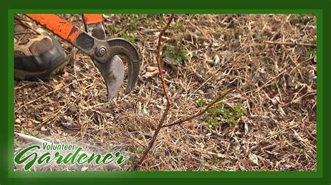 Pruning Young Blueberry Shrubs | Volunteer Gardener - YouTube