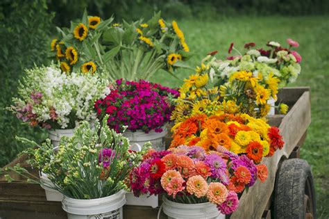 Bulk Flowers - That Girl's Flowers - That Girl's Flowers