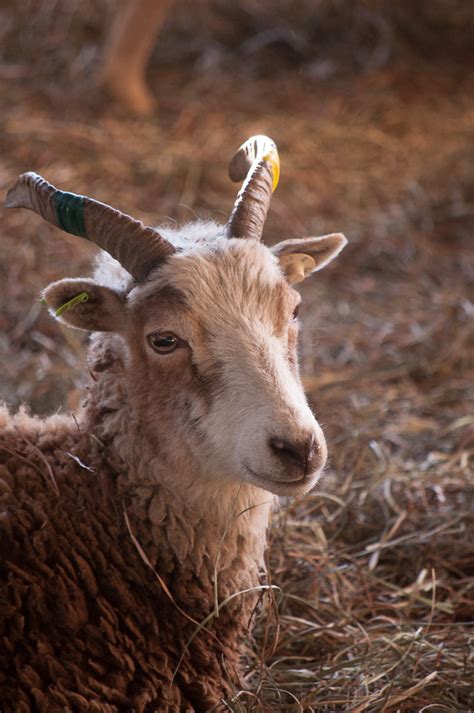 What will my Soay lambs look like when they grow up? : The Soay Sheep Chronicles