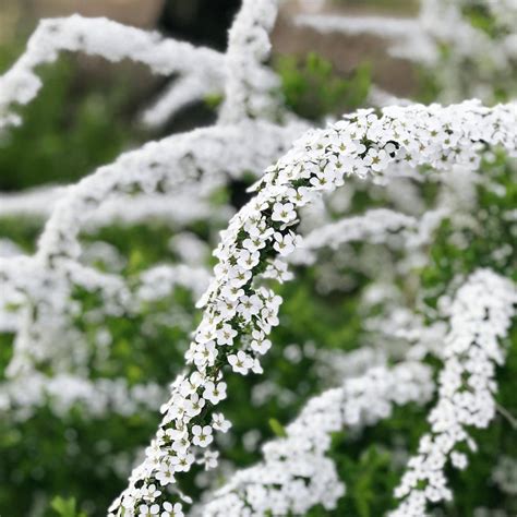 Snow Willow : r/flowers