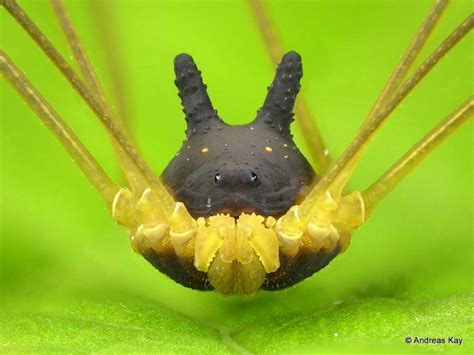 This Video Of A Bunny Harvestman Might Change You Forever (VIDEO)