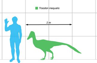 Troodontidae | Theropods Wiki | Fandom powered by Wikia