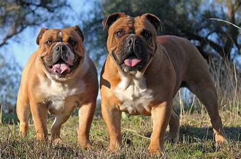 Australian Bulldog Breed Information and Pictures - PetGuide | PetGuide