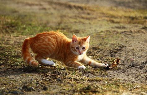 Free picture: animal, cute, nature, cat, kitten, grass, landscape, summer, feline, kitty, pet, fur