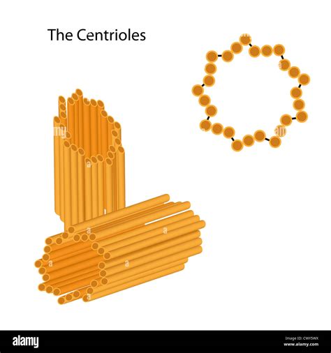 Structure of the centrioles Stock Photo - Alamy