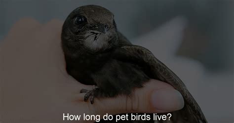 How long do pet birds live? - Bird Is A Friends