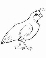 Quail Coloring Pages Free Printable PDF sketch template