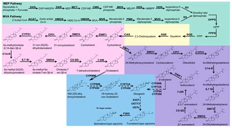 Advances in the Biosynthesis and Molecular Evolution of Steroidal Saponins in Plants