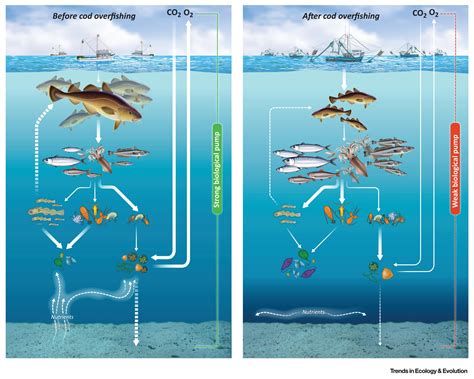 Ecosystem Function and Services of Aquatic Predators in the ...