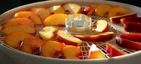 Dried Nectarines | Nectarine recipes, Fruit recipes, Fruity snacks