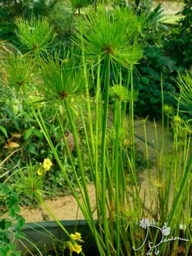 Cyperus Papyrus Egyptian Water Plant – Aloha Tropicals