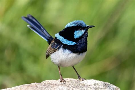 Fairy-Wren - A-Z Animals