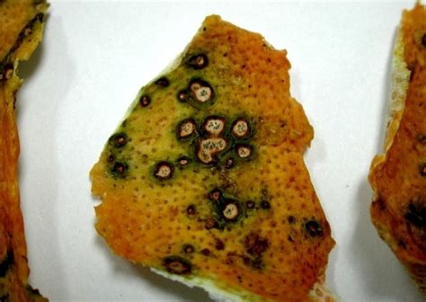 Citrus Black Spot in South Florida - UF/IFAS Pest Alert