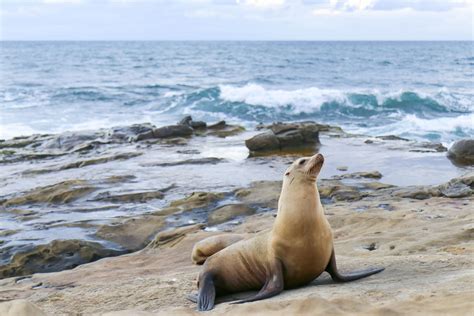 La Jolla Seals And Sea Lions: Exactly How To Visit [Map] - La Jolla Mom