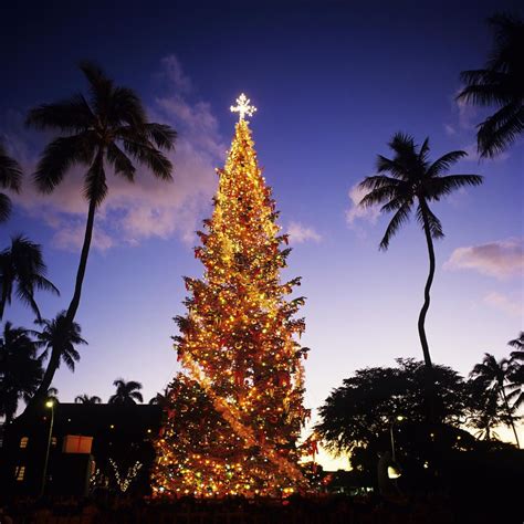 Honolulu Christmas by Kyle Rothenborg - Printscapes in 2021 | Honolulu christmas, Hawaii ...