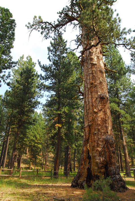 Big Tree Ponderosa Pine | Outdoor Project