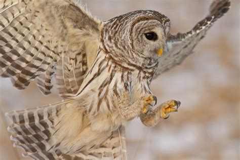 Art Lander: Predators of the night, Kentucky's most common owls; have incredible hearing, acute ...