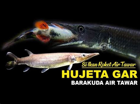 Ikan Predator Hujeta Gar,Ikan Roket Air Tawar, Barakuda Air Tawar - YouTube