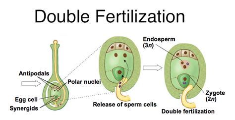 describe the double fertilization and triple fusion in flowering plants ...