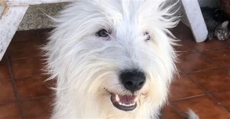 Top 130 Best Old English Sheepdog Names - PetPress