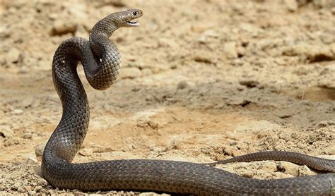 Man dies from brown snake bite trying to save dog - Australian Geographic