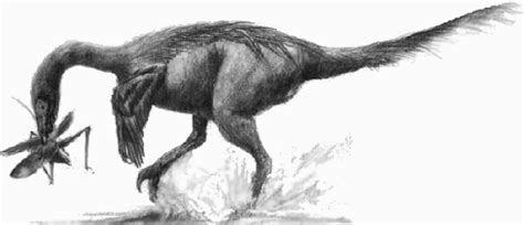 Troodon | Fossil Wiki | FANDOM powered by Wikia