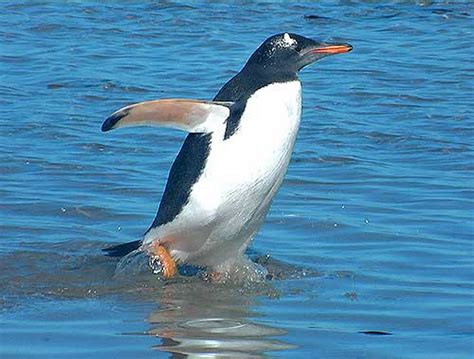 Gentoo Penguin | Animal Wildlife