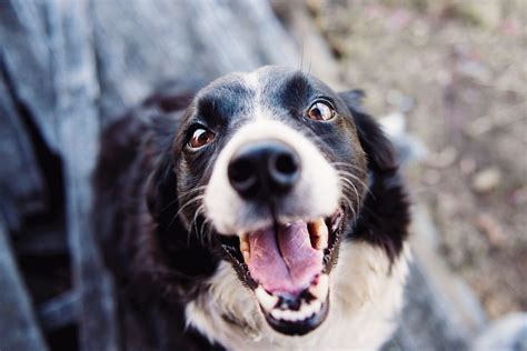 Border Collie Terrier Mix: A Complete Guide - BorderCollieTalk