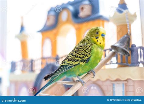 Funny Budgerigar. Cute Green Budgie Parrot Sits on Wooden Stairs Near ...