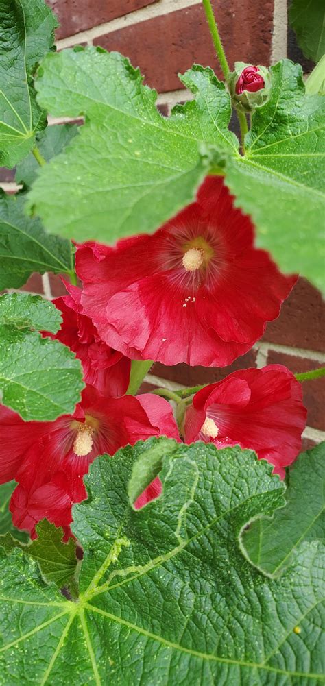 different color // hollyhock 2019 : gardening