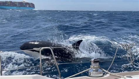 Killer whales cause severe damage to boat in attack in Spain