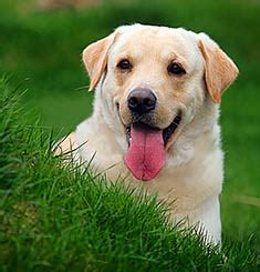 Top 10 World's Smartest Dog Breeds