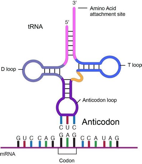 Anticodon | Definition , Structure & Functions`