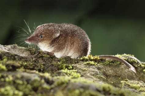 101 Facts About Shrews – North American Nature