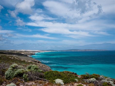 Can't-Miss Wildlife Experiences on South Australia's Eyre Peninsula — Vagabondish