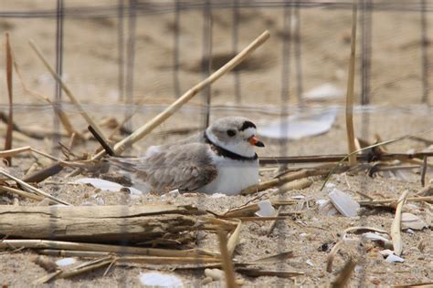 Piping Plovers Nesting at Sandy Hook | Nature on the Edge of New York City